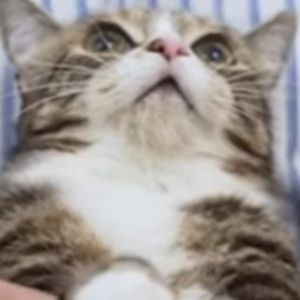 Meet your Posher, Ireland